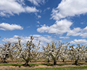 Orchard Blossom 113